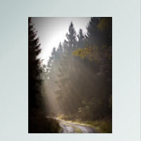 Cuadro (lámina) - La carretera del bosque