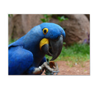 Cuadro (cartón pluma) - Pájaro azul