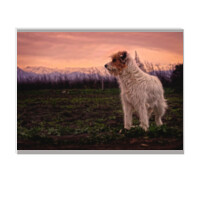 Cuadro (cartón pluma) - Perro pastor